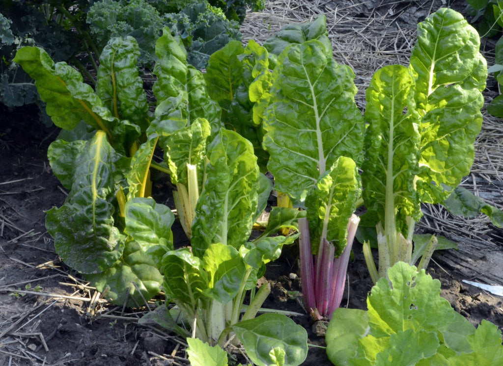 Fordhook Giant Swiss Chard Seeds