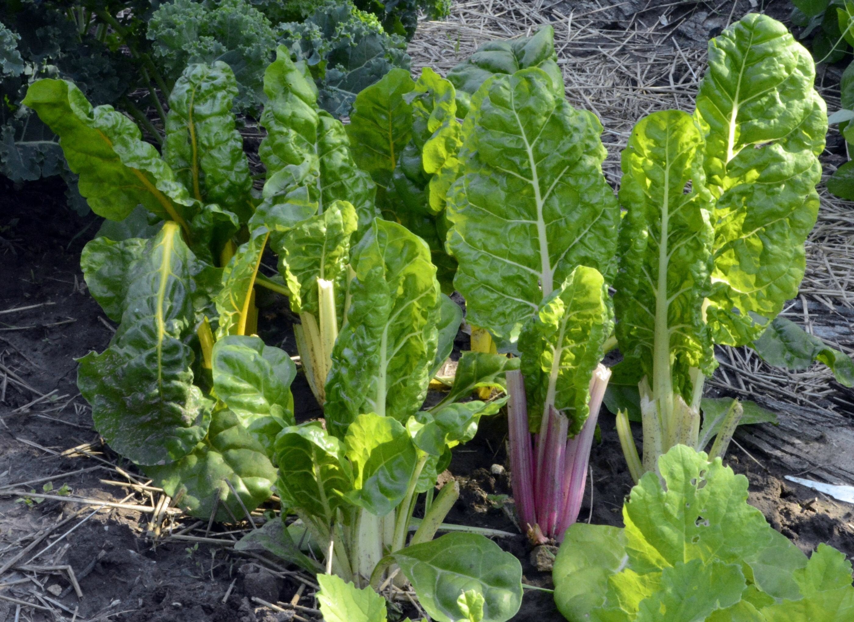 Fordhook Giant Swiss Chard Seeds