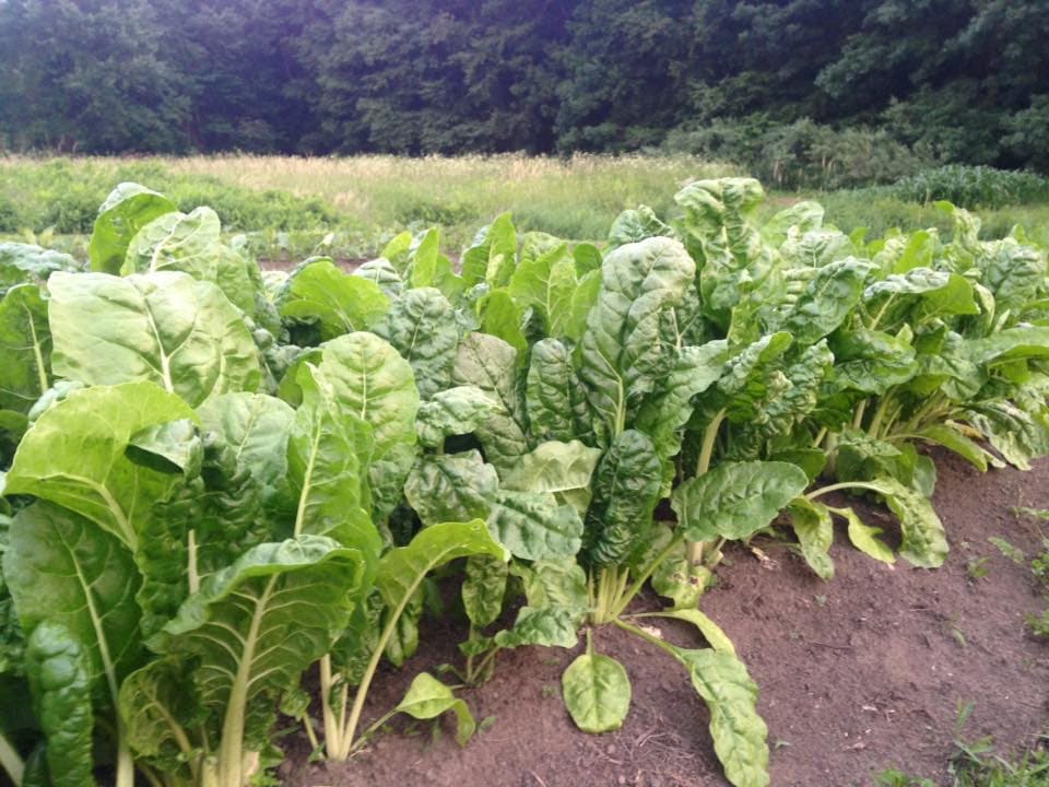 Fordhook Giant Swiss Chard Seeds