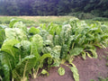 Fordhook Giant Swiss Chard Seeds
