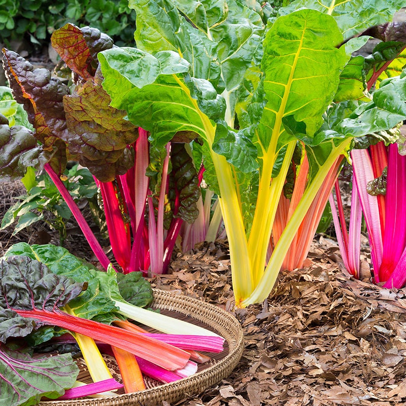Bright Lights Organic Rainbow Swiss Chard Seeds
