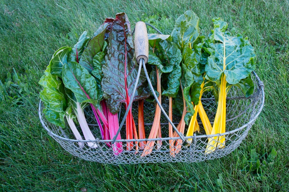 Bright Lights Organic Rainbow Swiss Chard Seeds