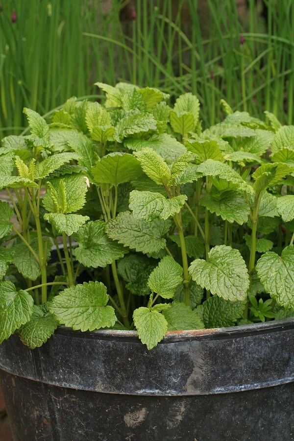 Lemon Balm (Organic) Herb Heirloom Seeds