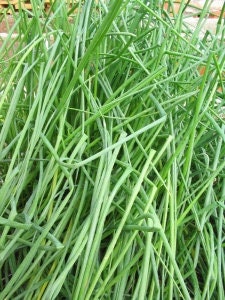 Fine Leaf Chives Heirloom Seeds