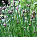 Fine Leaf Chives Heirloom Seeds