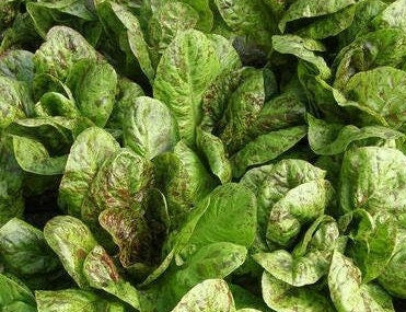 Flashy Trout Back USDA Certified Organic Heirloom Seeds