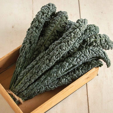 Black Magic Lacinato (Dinosaur) Heirloom Kale Seeds
