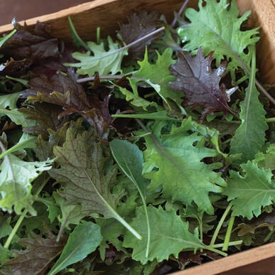 Garden Blend Kale Mix Heirloom Seeds