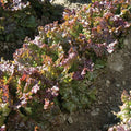 Red Sails Heirloom Lettuce Seeds