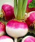 Purple Top White Globe Turnips Heirloom Seeds