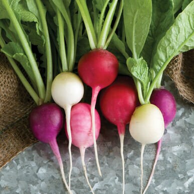 Easter Egg 2 Radish Seeds