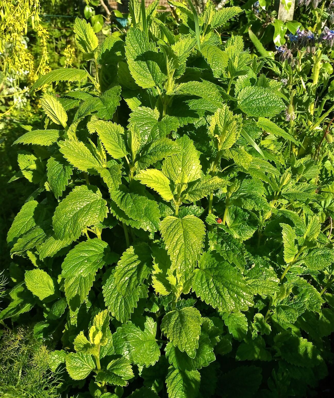 Lemon Balm (Organic) Herb Heirloom Seeds