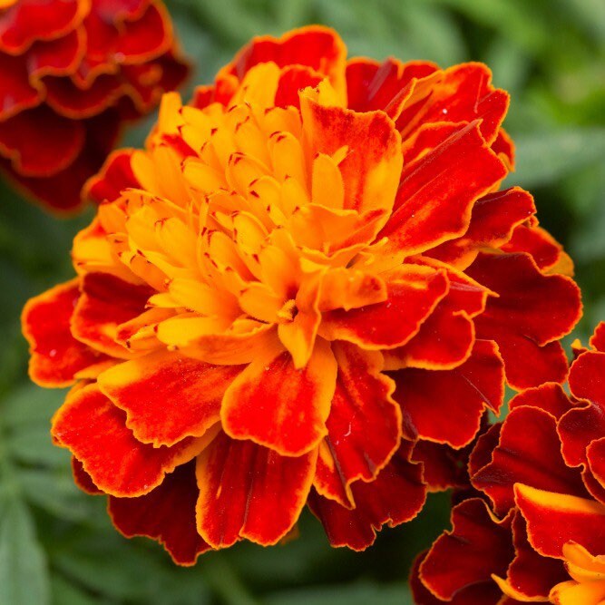 French Marigolds Heirloom Seeds