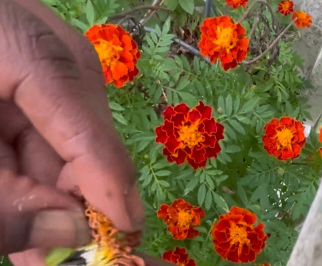 French Marigolds Heirloom Seeds
