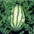 Striped Klondike Watermelon Heirloom Seeds