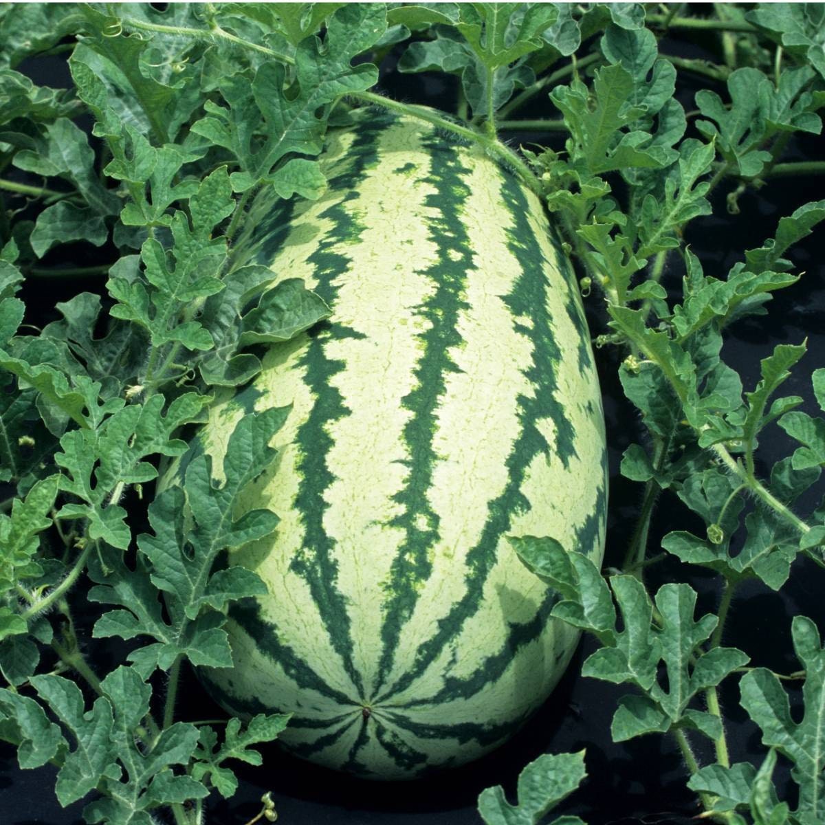 Striped Klondike Watermelon Heirloom Seeds