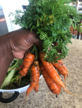 Little Finger Carrots Heirloom Seeds