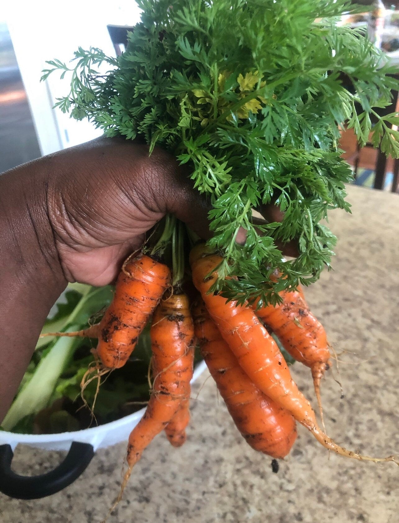 Little Finger Carrots Heirloom Seeds
