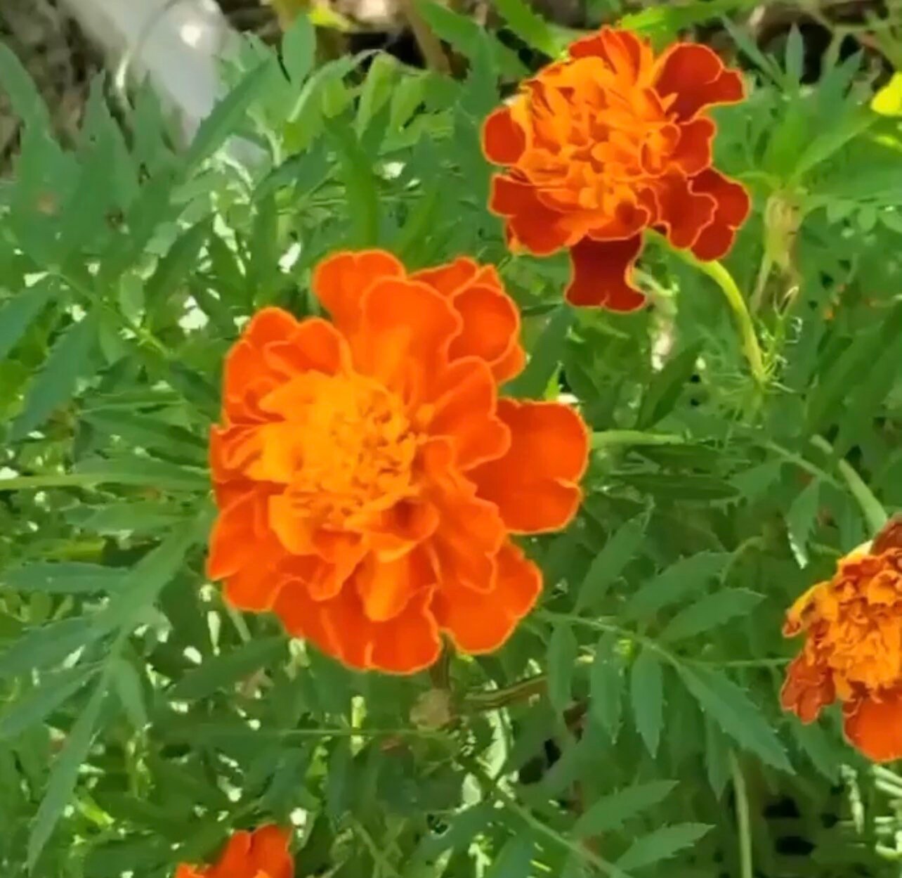 French Marigolds Heirloom Seeds