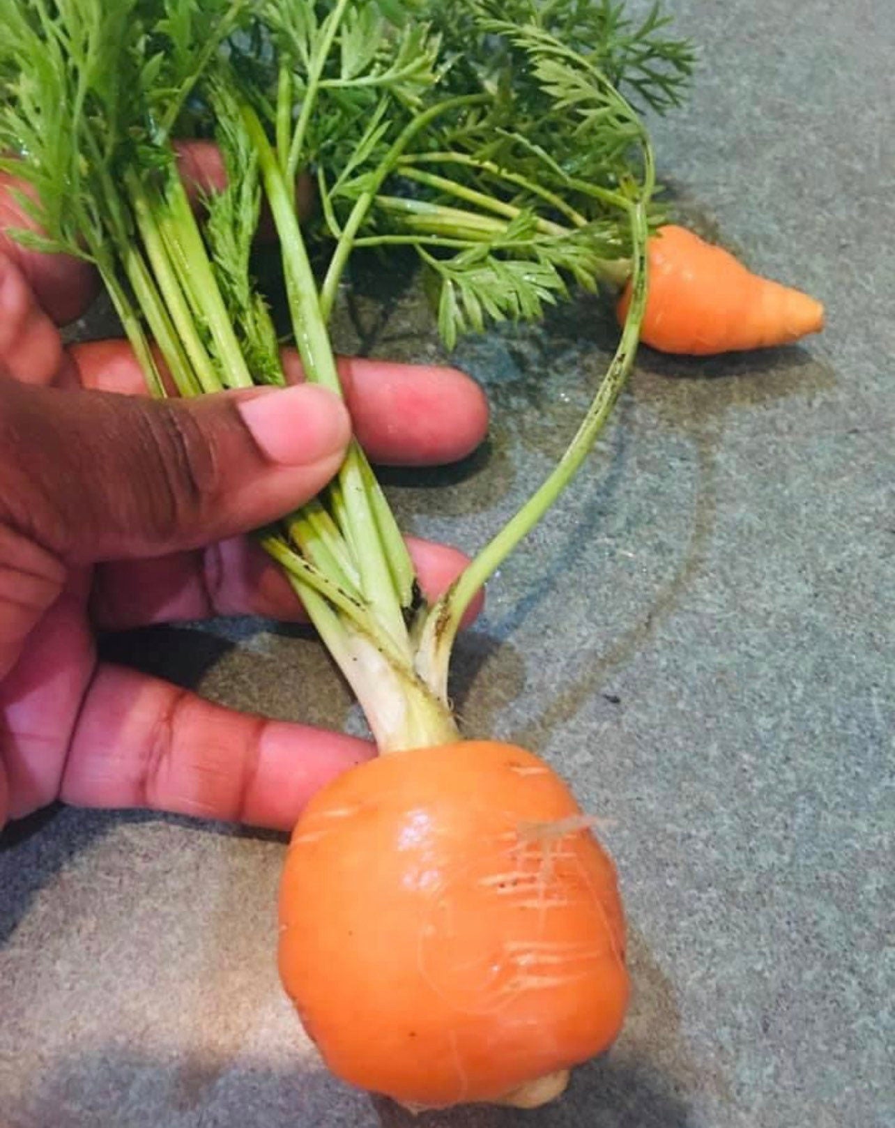 Parisienne Carrots Heirloom Organic Seeds