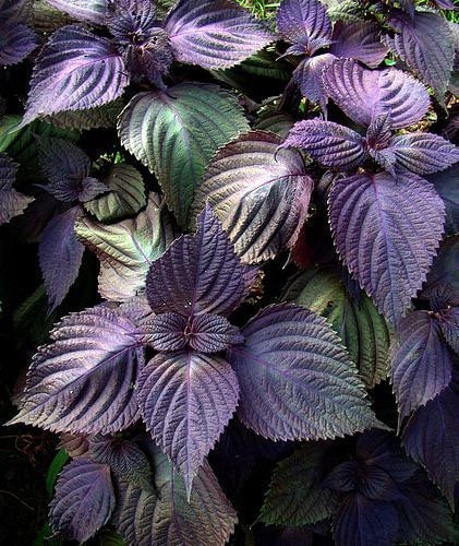 Purple Shisho Perilla Heirloom Seeds