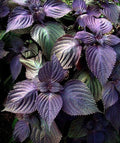 Purple Shisho Perilla Heirloom Seeds