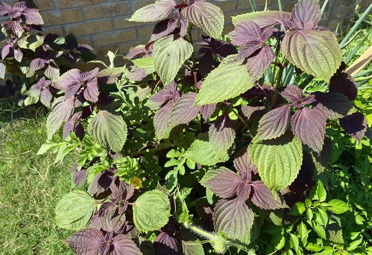 Purple Shisho Perilla Heirloom Seeds