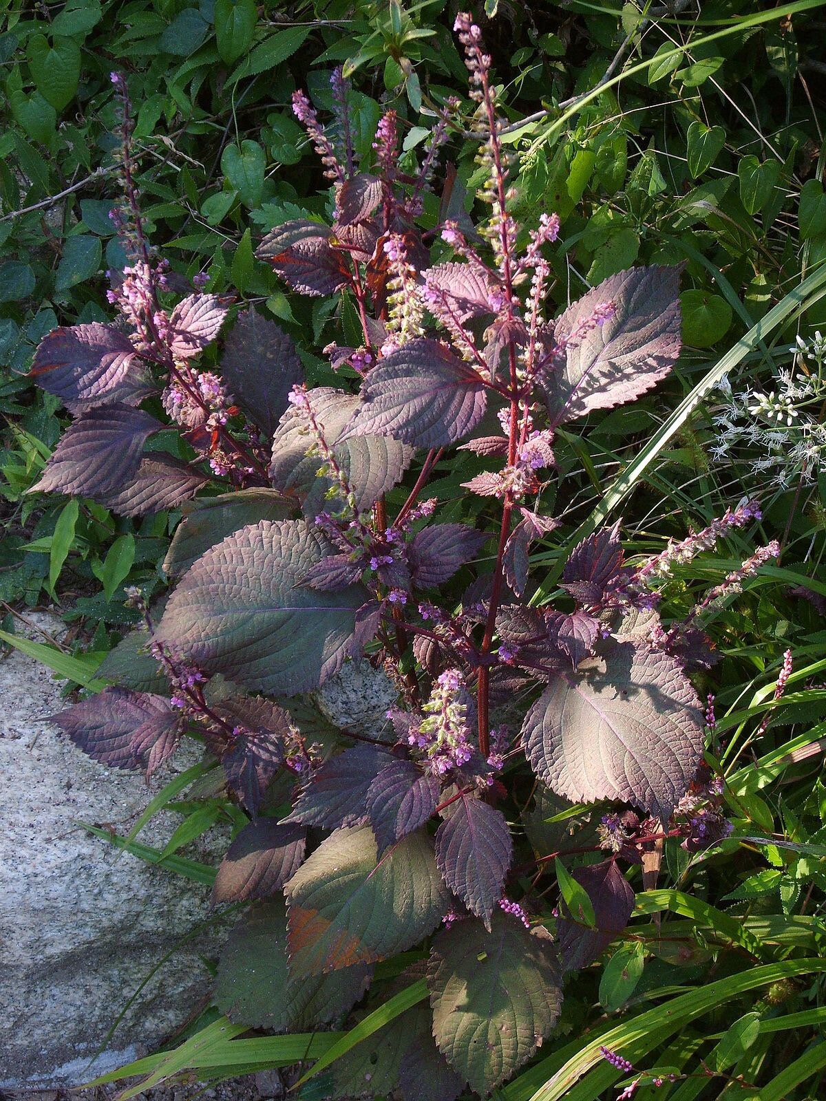 Purple Shisho Perilla Heirloom Seeds