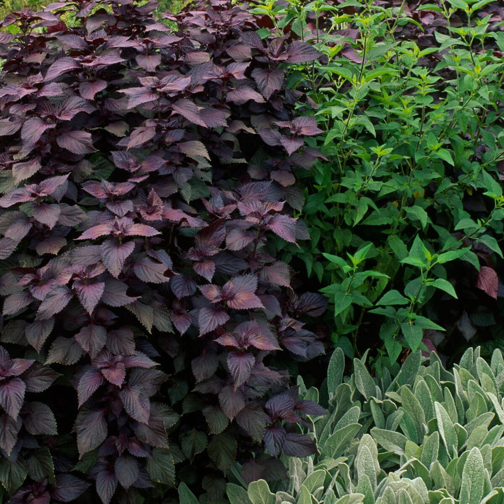 Purple Shisho Perilla Heirloom Seeds