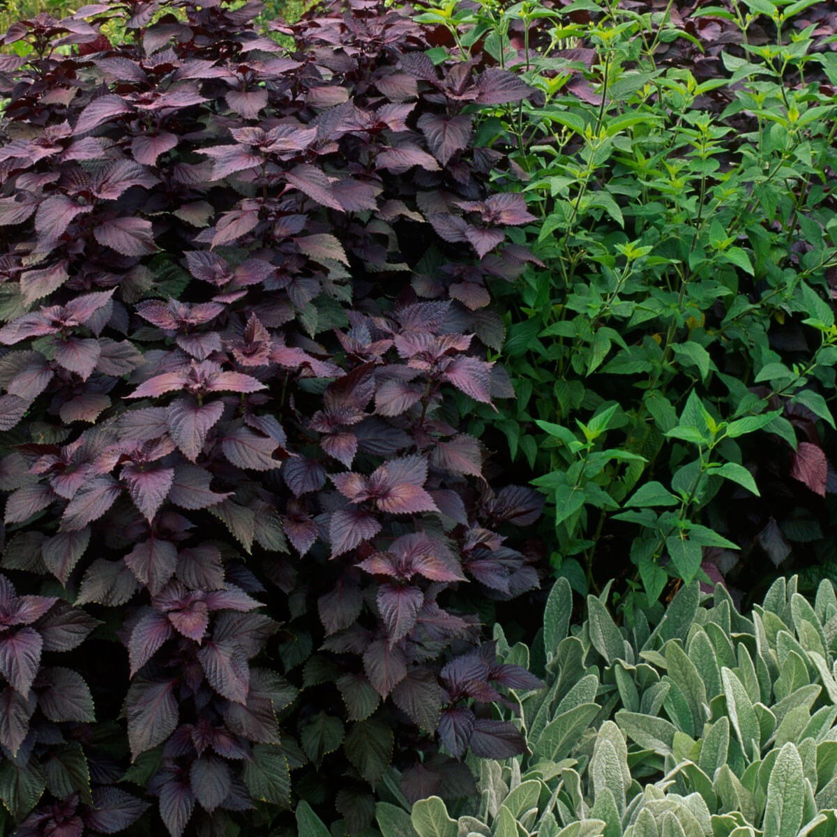 Purple Shisho Perilla Heirloom Seeds