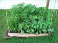 Fordhook 242 Lima Beans Heirloom Seeds