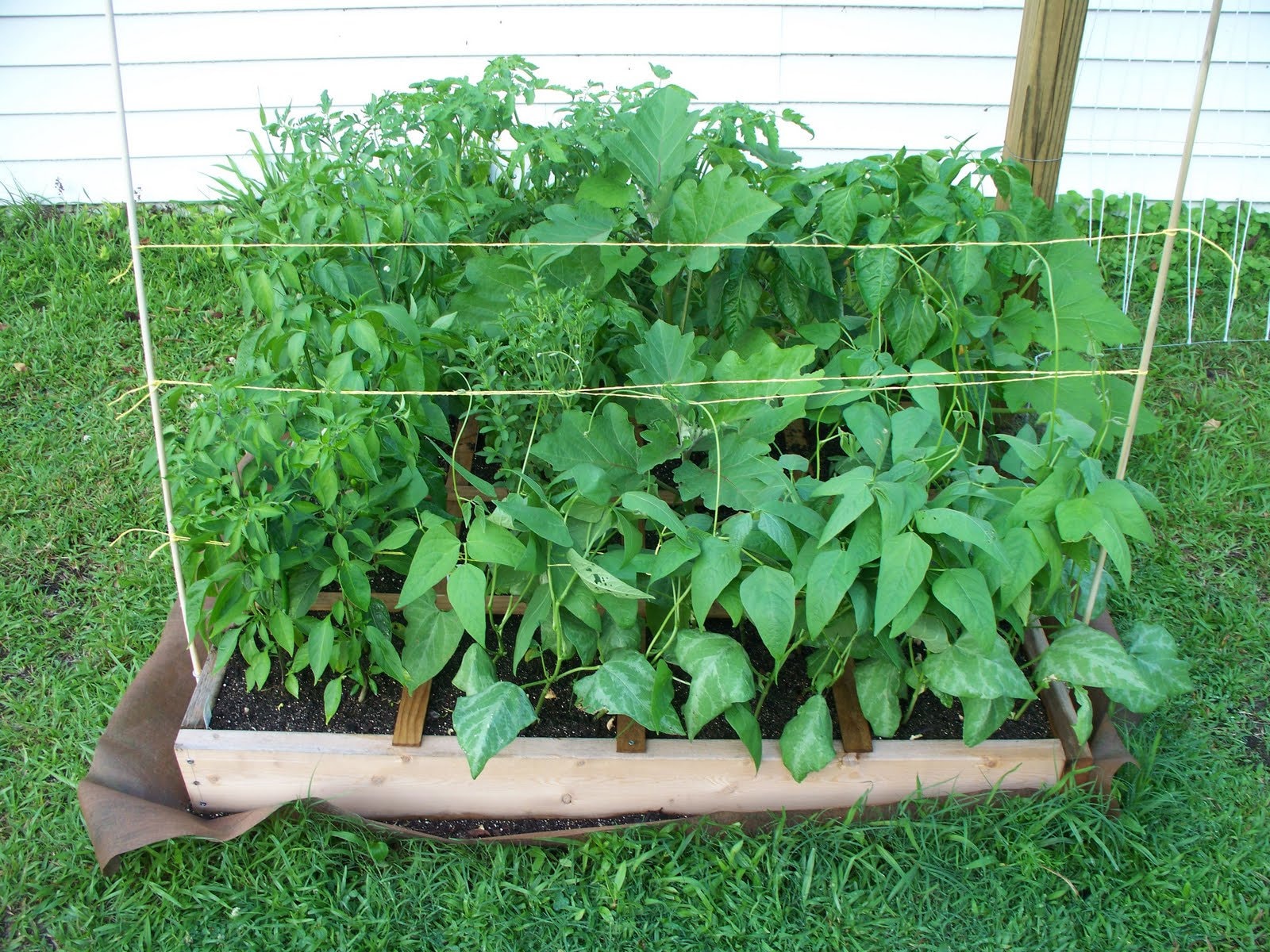 Fordhook 242 Lima Beans Heirloom Seeds