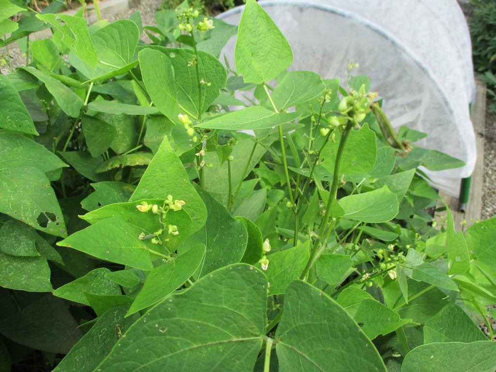 Fordhook 242 Lima Beans Heirloom Seeds