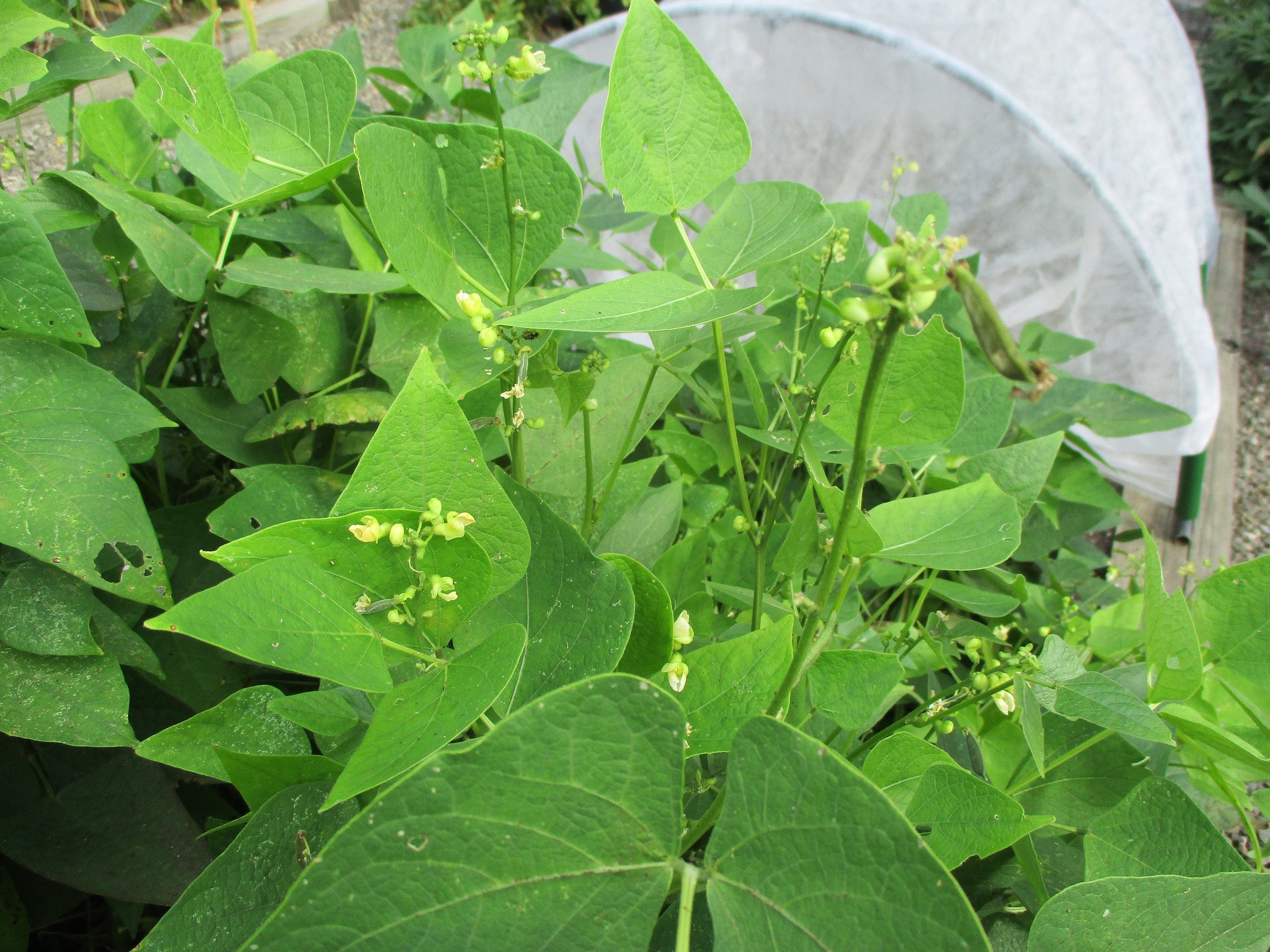 Fordhook 242 Lima Beans Heirloom Seeds