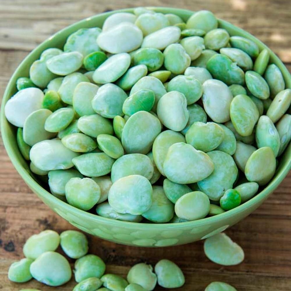 Fordhook 242 Lima Beans Heirloom Seeds