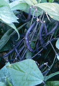 Velour Bush Beans Heirloom Seeds