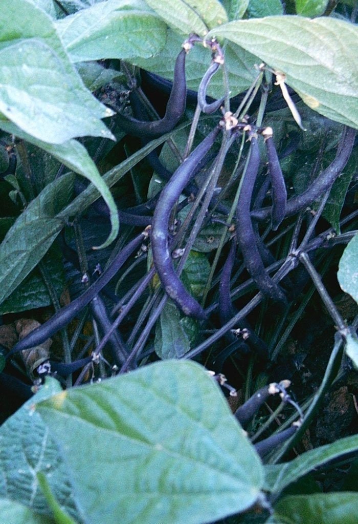 Velour Bush Beans Heirloom Seeds