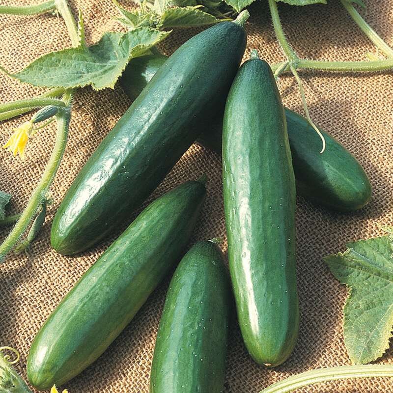 Diva Cucumber Parthenocarpic  Seeds