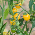 White Cherry (Organic) Tomato Heirloom Seeds