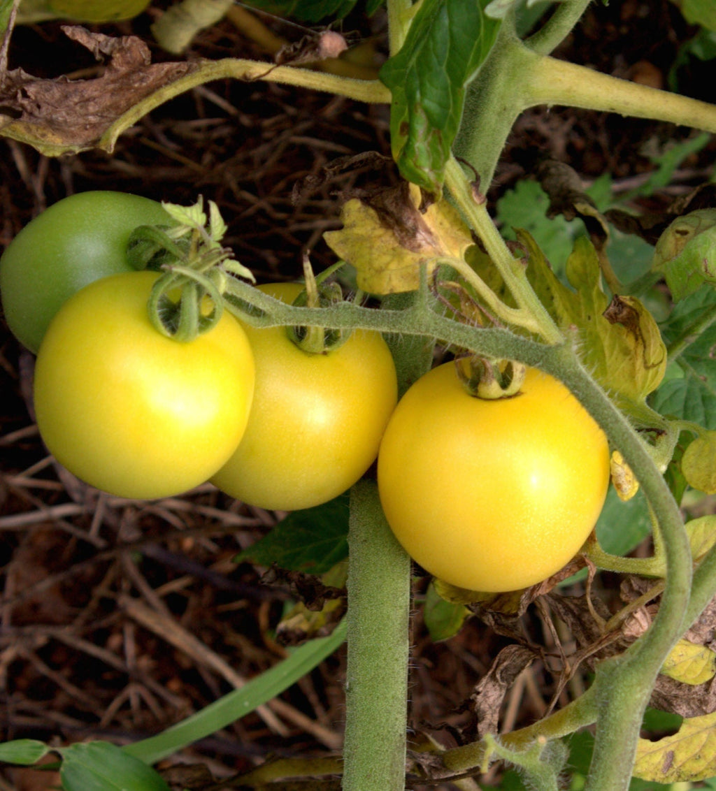 White Cherry (Organic) Tomato Heirloom Seeds