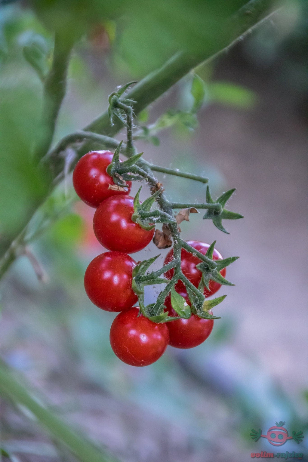 Matt's Wild Cherry Tomato Heirloom Seeds