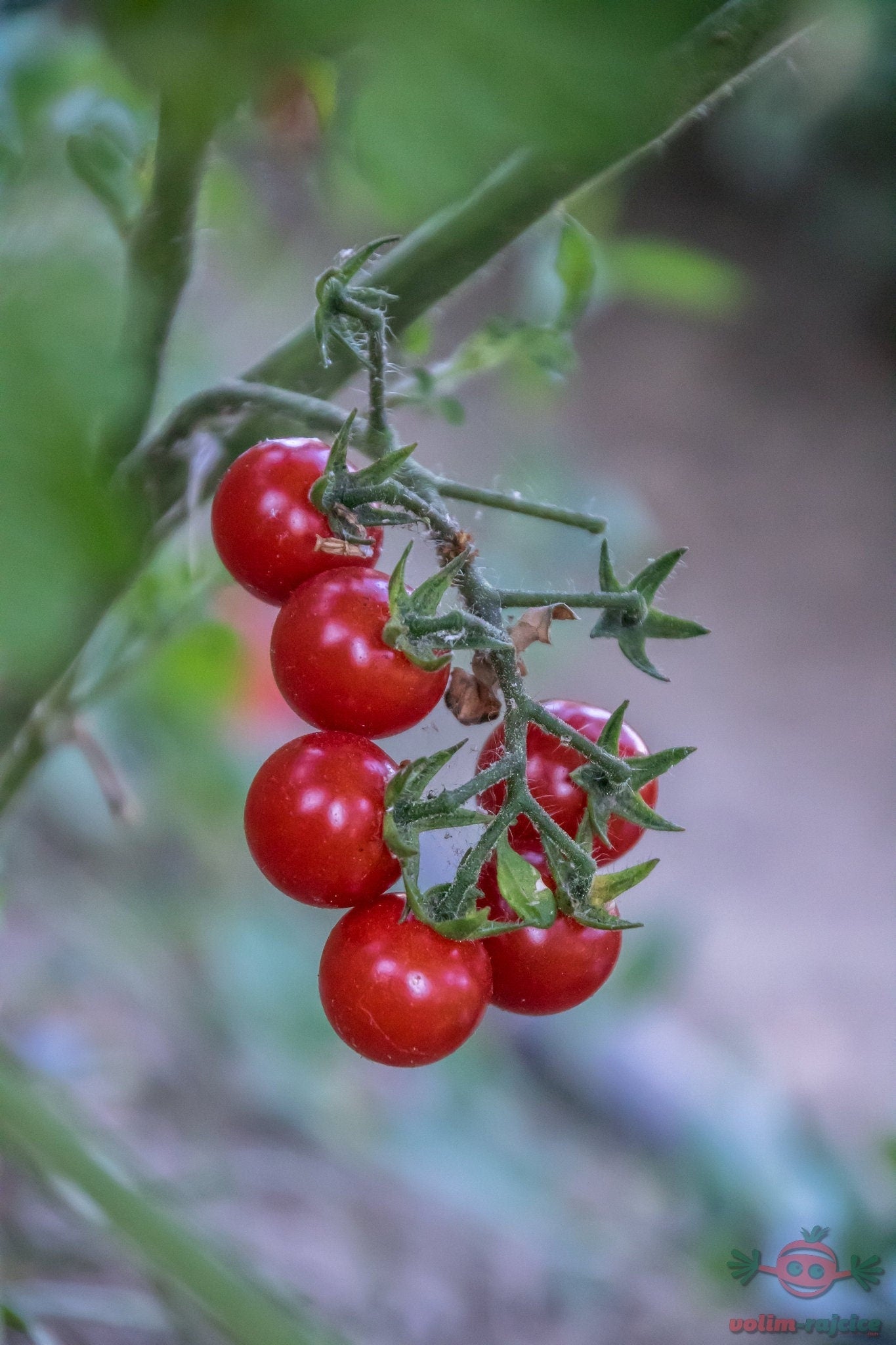 Matt's Wild Cherry Tomato Heirloom Seeds