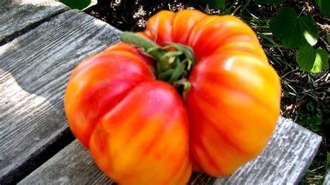 Striped German Tomato  (Organic) Heirloom Seeds