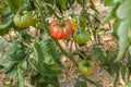 Prudens Purple Tomato (Organic) Heirloom Seeds
