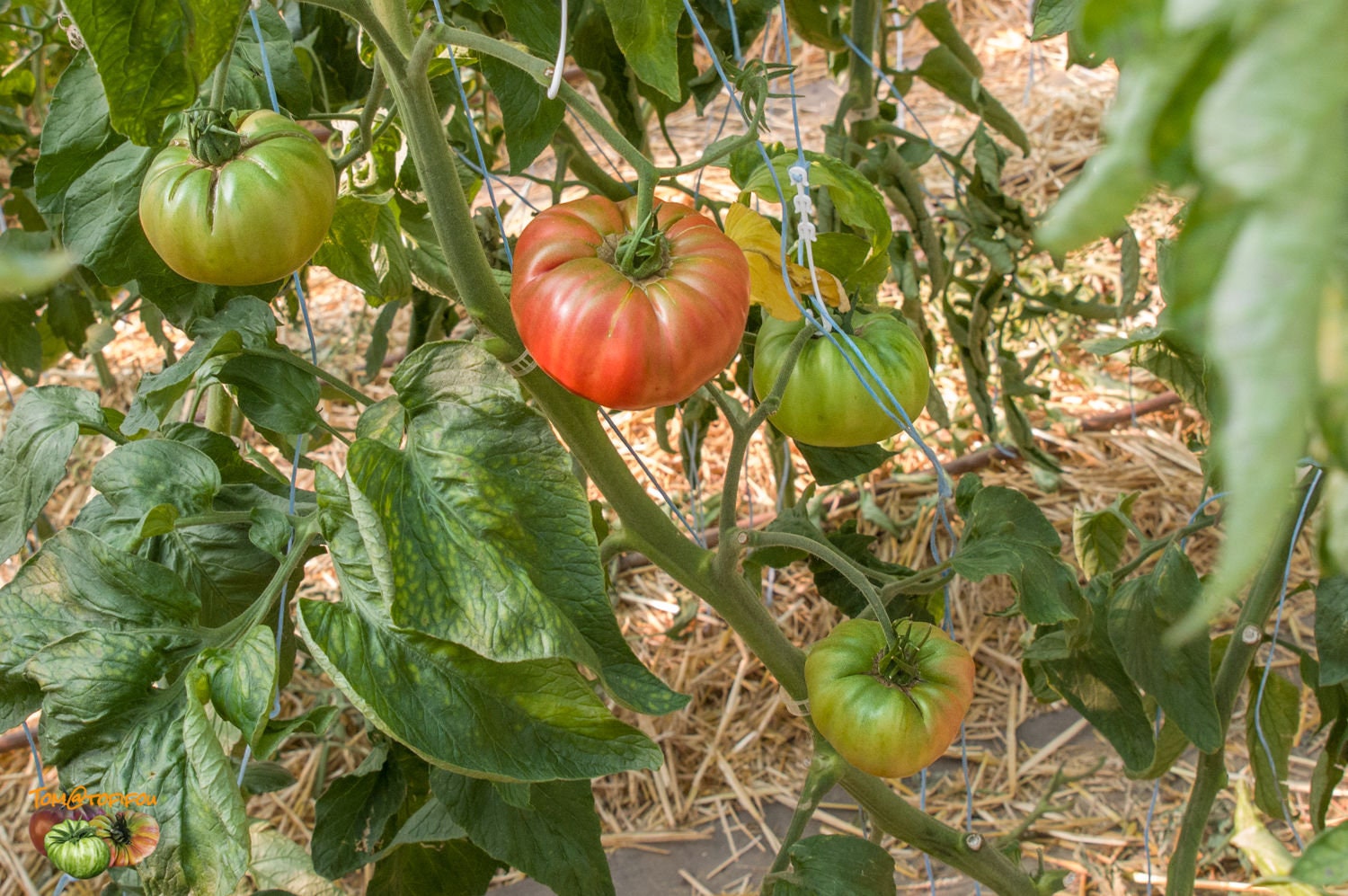 Prudens Purple Tomato (Organic) Heirloom Seeds