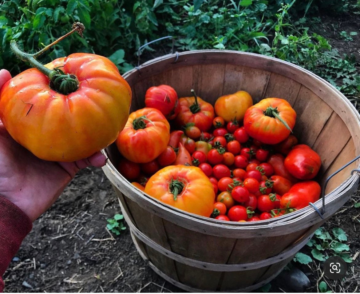 Striped German Tomato  (Organic) Heirloom Seeds