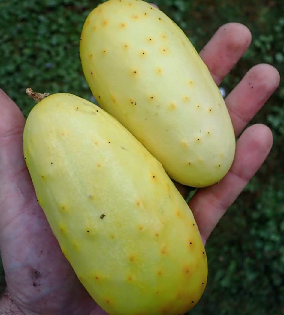 Salt and Pepper Cucumber (Organic)Heirloom Seeds