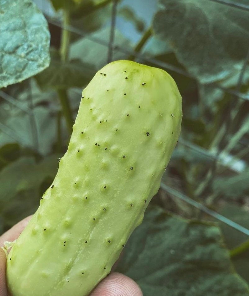 Salt and Pepper Cucumber (Organic)Heirloom Seeds