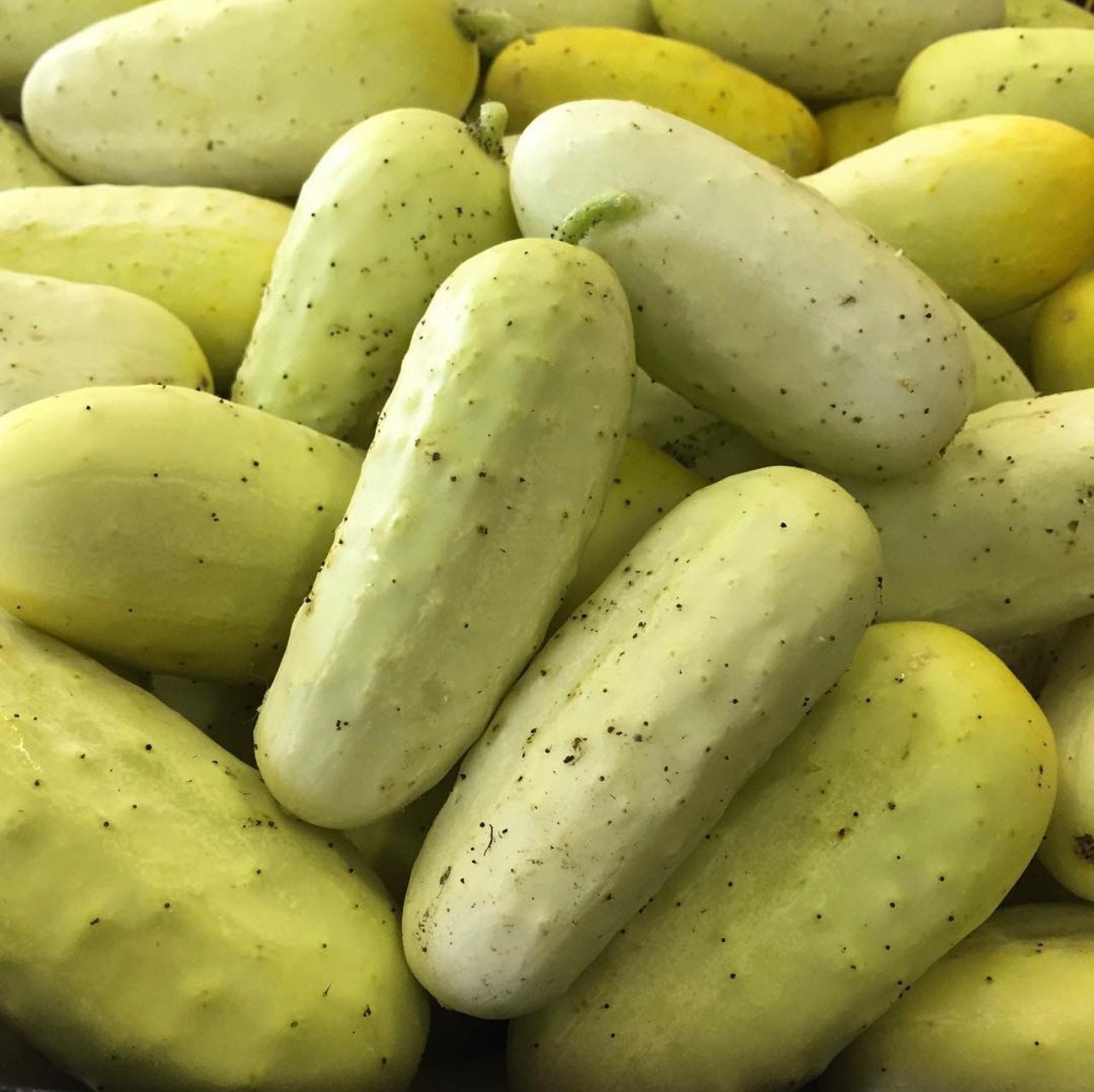 Salt and Pepper Cucumber (Organic)Heirloom Seeds