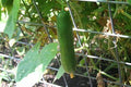 Diva Cucumber Parthenocarpic  Seeds